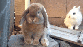 A bunny sitting and sniffing.