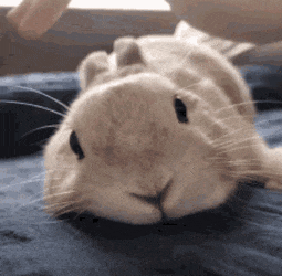 A little bunny getting pets while it stares at the camera, very comfy.